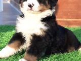 1-bernese-11-600931f3d4f15-160_120