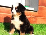 1-bernese-6-600a829247957-160_120