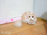 img-20210124-wa0021-600cb30c0225e-160_120