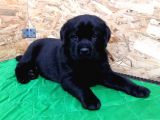 labrador-6002cceacc8b5-160_120